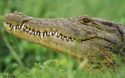Think you can sneak past a crocodile when he’s sleeping? Think again…