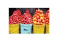 Osun govt supports tomato, pepper farmers with 2.2m naira grant